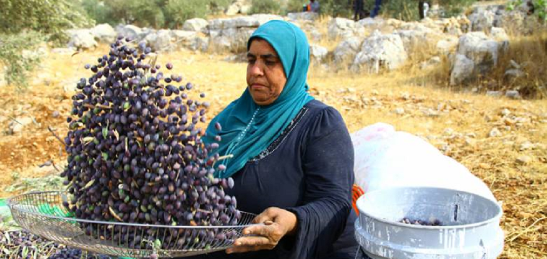  صلاح البابا في حديثه لنساء FM :- توقعات بإنتاج 10 آلاف طن من زيت الزيتون